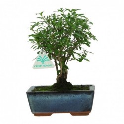 Serissa foetida - Serissa -...