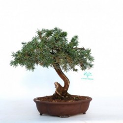 Juniperus rigida - Ginepro...