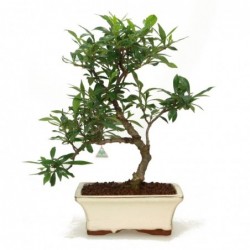 Gardenia - 28 cm