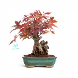 Acer palmatum viridis -...