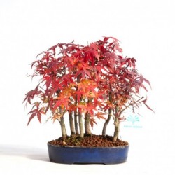Acer palmatum katsura -...