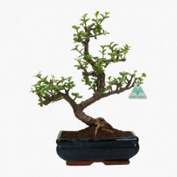 Crassula - 35 cm