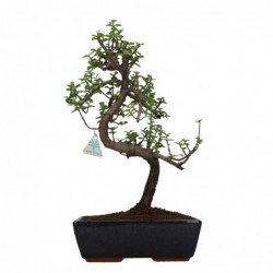 Crassula - 46 cm
