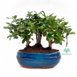 Carmona macrophylla -...