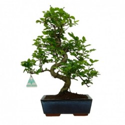 Ligustrum - Ligustro - 37 cm