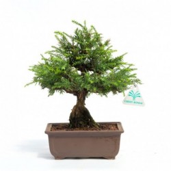 Cryptomeria japonica - 26 cm