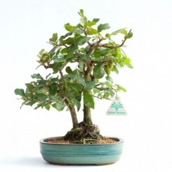 Diospyros kaki rhombifolia...