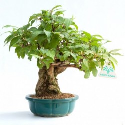 Callicarpa japonica - 28 cm