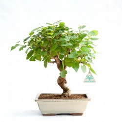 Morus - Gelso - 35 cm
