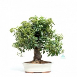 Pyracantha coccinea - 43 cm