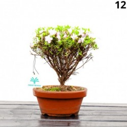 Azalea - 25 cm - KB12