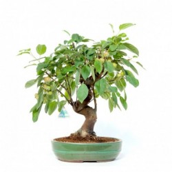Malus evereste - 43 cm