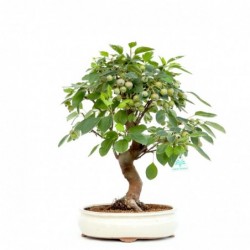Malus evereste - 47 cm