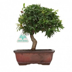 Punica granatum - 24 cm