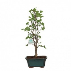 Ginkgo biloba - 40 cm