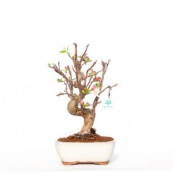 Malus evereste - 41 cm
