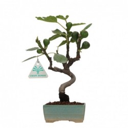 Ficus carica - 25 cm
