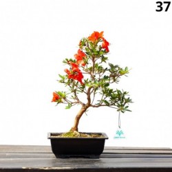 Azalea Hanakurenai - 40 cm...