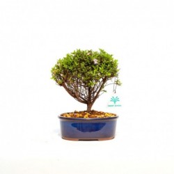 Azalea - 22 cm