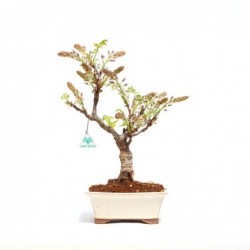 Wisteria - Glicine - 36 cm