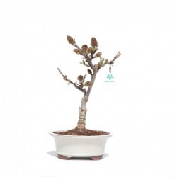 Wisteria - Glicine - 29 cm