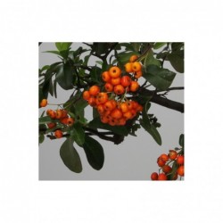 Pyracantha - 35 cm