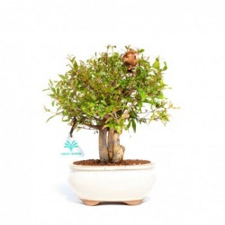 Punica granatum - 27 cm