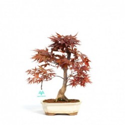 Acer palmatum nomura - 34 cm