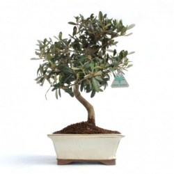 Olea europea - 39 cm