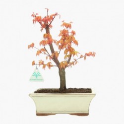 Acer palmatum Nomura -...