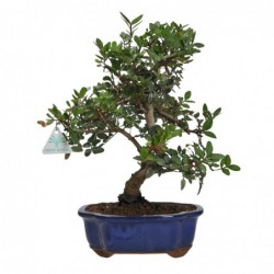Pistacia lentiscus - 37 cm