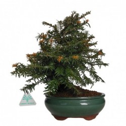 Taxus - 31 cm