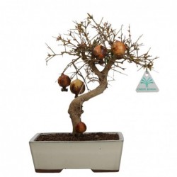 Punica granatum - 29 cm