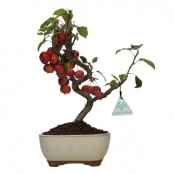 Malus everest - Melo - 32 cm