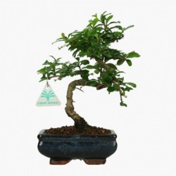 Carmona macrophylla -...