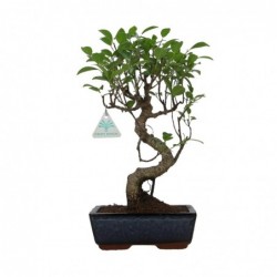 Ficus retusa - 36 cm