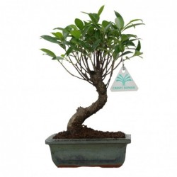 Ficus retusa - 26 cm