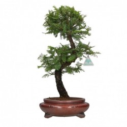 Metasequoia - 48 cm