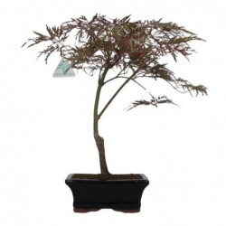 Acer palmatum dissectum -...