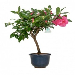 Camellia - 40 cm