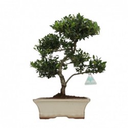 Ilex crenata - agrifoglio -...