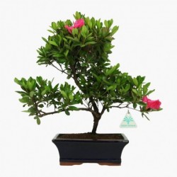 Azalea - 35 cm