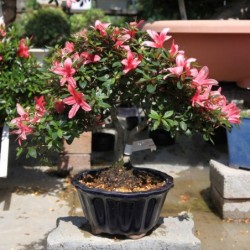 Rhododendron Indicum...