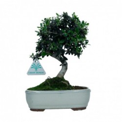 Olea europaea sylvestris -...