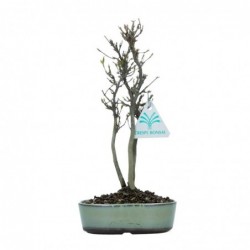 Acer buergerianum - acero -...