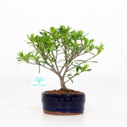 Gardenia - 22 cm
