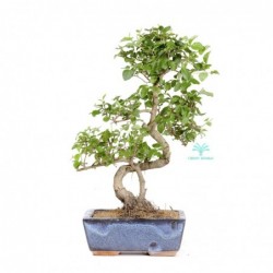 Ligustrum - Ligustro - 33 cm
