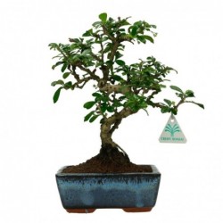 Carmona macrophylla -...
