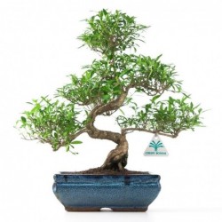 Serissa foetida - 35 cm