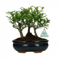 Zanthoxylum - Albero del...